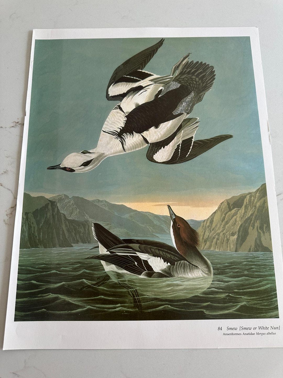 Audubon, Birds, Smew, Drawing, Print, Illustration, Nature, Animals ...