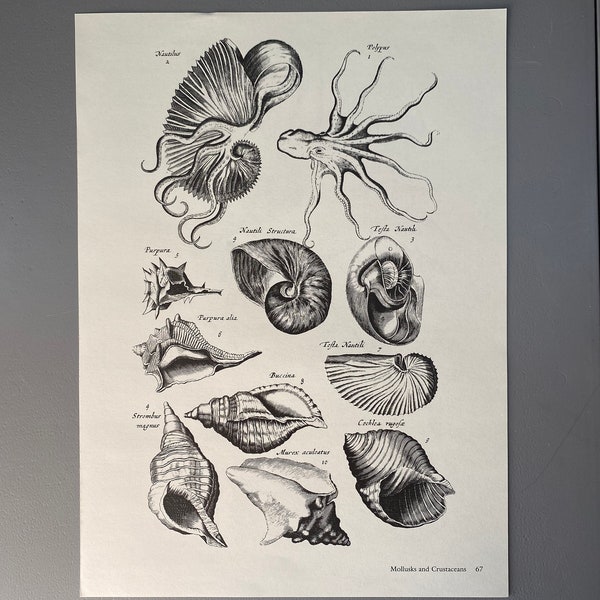 Matthaus Merian, Mollusques, Coquillages, Gravure, XVIIe siècle, Impression, Noir et blanc, Page, Affiche, Art, vintage, ~ 220911-73581 476