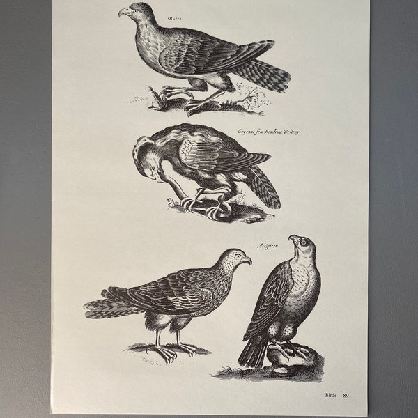 Matthaus Merian, Buse, Faucon, Faucon, Oiseaux, Gravure, 17ème siècle, Impression, Noir et Blanc, Page, Affiche, Art, vintage, ~220911-EB-73581