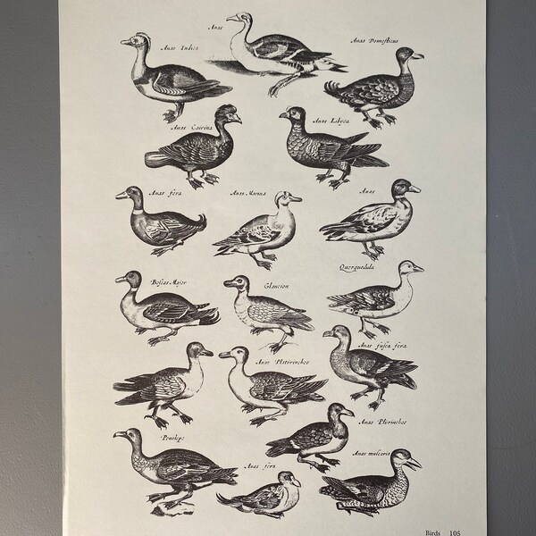 Matthaus Merian, Canards, Cigognes, Héron, Oiseaux, Gravure, XVIIe siècle, Impression, Noir et blanc, Page, Affiche, Art, vintage, ~ 220911-73581 476