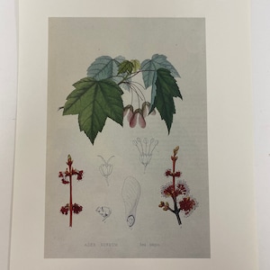May include: A botanical illustration of a Red Maple tree (Acer rubrum) with green leaves, pink flowers, and red seed pods. The illustration includes close-up details of the leaves, flowers, and seeds.