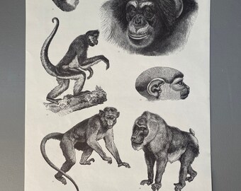 Mammals, Various Monkey, Spider Monkey, Chimpanzee, Drill, 1980, Graphics, Picture, Bookplate,Print,Art,Vintage,- 220912-EB-73581 476