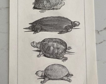 Turtles, Tortoises, Soft Shell Turtle, 1970s, Black and White, Illustration, Illustrated, Page, Vintage Poster, Bookplate - 55 250206-WH 533