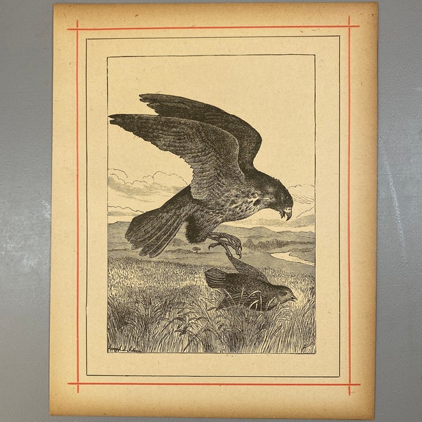 Hawk Hunting a Little Bird, Drawing, 1880s book page, Wildlife, Nature, Print, Sepia-toned, Woodcut, Medium-bond, Paper, ~ 221104-09487 290