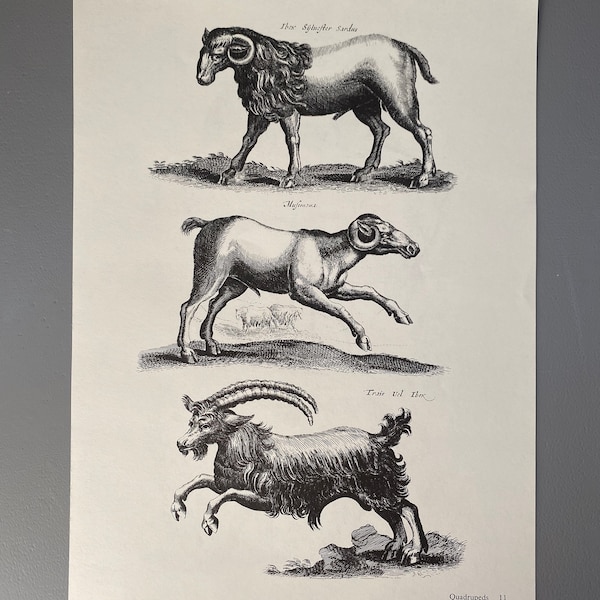 Matthaus Merian, Chèvre, Vache, Bouquetin, Gravure, Animal, 17ème siècle, Impression, Noir et Blanc, Page, Affiche, Art, vintage, ~220911-73581 476