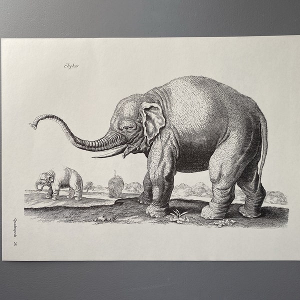 Matthaus Merian, Éléphant, Lion, Gravure, Animal, XVIIe siècle, Impression, Noir et blanc, Page, Affiche, Art, vintage, ~ 220911-73581 476