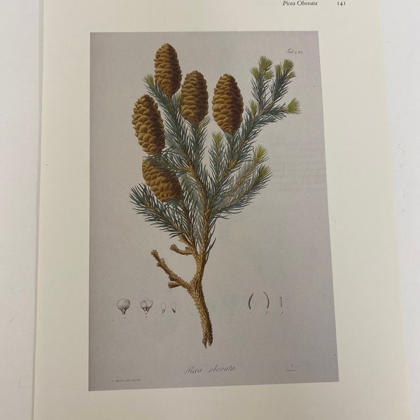 Joseph Prestele, Plant Print, Picea Obovata, Cone, Tree, Bookplate, Print, Poster, Page, Drawing, Botany, Art Vintage,~ 20-01-358