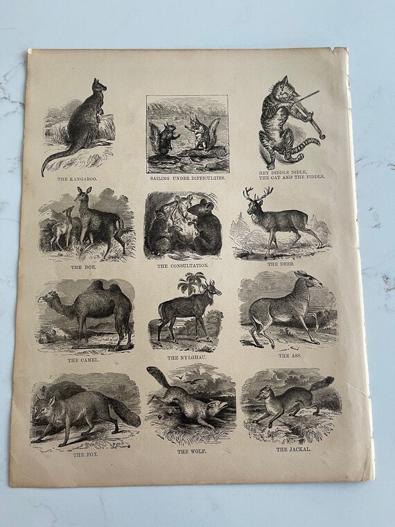 Wild Animals, on the Connecticut River, 1883, Graphics, Picture