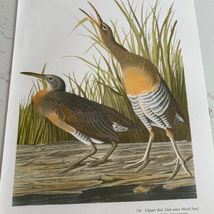 Puede incluir: Ilustración detallada de dos Rascón de la costa, aves de marisma, con plumaje marrón, gris y naranja. Un ave vocaliza con el pico abierto, mientras que la otra está cerca. El fondo presenta hierba alta de marisma verde y un tronco de madera.