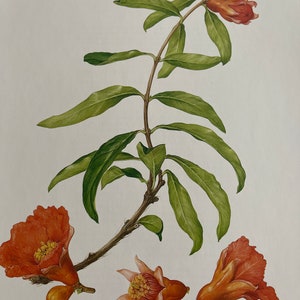 Granatapfel, Vintage Buchdruck Botanik, Garten, Natur, Pflanze, grün, Naturpapier, 10x13" Vintage, ~ 20-01-365