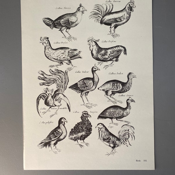 Matthaus Merian, Gallus, Poulet, Poule, Oiseaux, Gravure, 17ème siècle, Impression, Noir et Blanc, Page, Affiche, Art, vintage, ~220911-73581 476