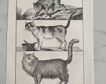 Cat, Wildcat, House Cat, Angora, Serval, Domestic Cats, Black and White, Illustrated, Page, Vintage, Poster, Bookplate - 15 250206-WH 533