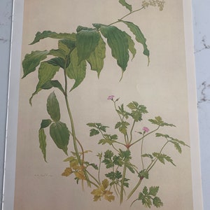 May include: A botanical illustration of False Solomon's-Seal and Herb-Robert, painted in watercolor and ink on tinted paper. The illustration features delicate pink flowers and green leaves.