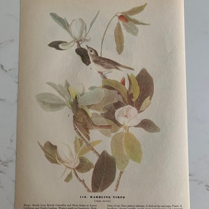 May include: A vintage illustration of a Warbling Vireo bird perched on a magnolia blossom. The bird is depicted in its natural habitat, with a detailed depiction of its plumage and features. The illustration is accompanied by text describing the bird's range, habitat, and identification.