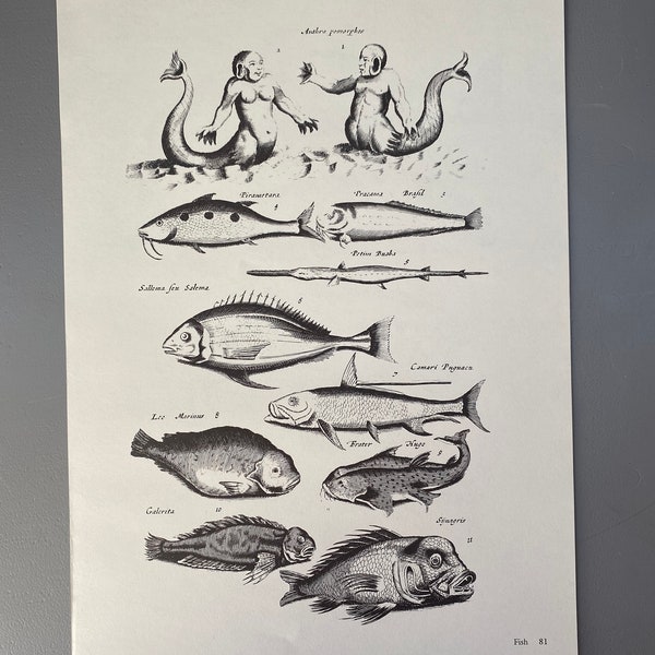 Matthaus Merian, Poisson anthropomorphe, Baleine, Gravure, 17ème siècle, Impression, Noir et blanc, Page, Affiche, Art, vintage, ~220911-73581 476