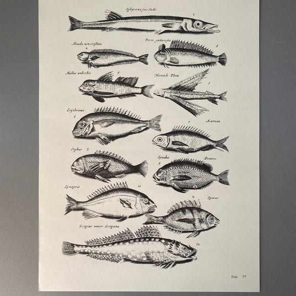 Matthaus Merian, Flying Fish, Barracuda, Gravure, 17ème siècle, Impression, Noir et Blanc, Page, Affiche, Art, vintage, ~220911-73581 476