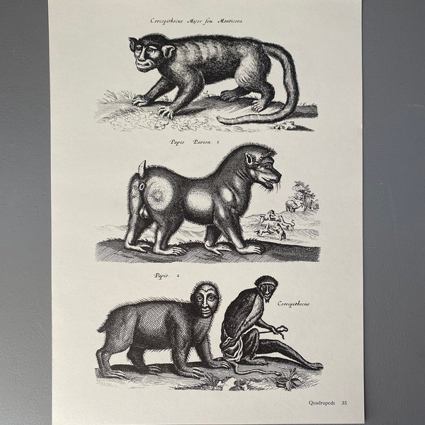 Matthaus Merian, Babouin, Tatou, Gravure, Animal, XVIIe siècle, Impression, Noir et blanc, Page, Affiche, Art, vintage, ~ 220911-73581 476