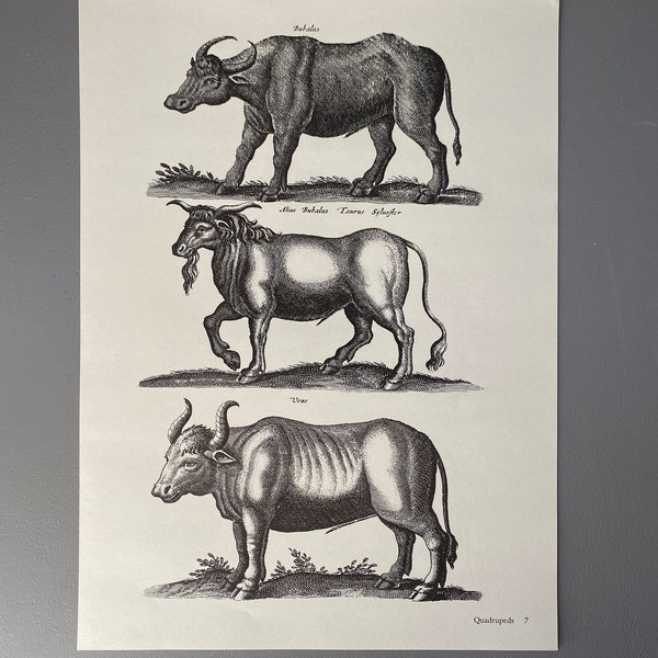 Matthaus Merian, Taureau, Bison, Bubalus, Gravure, Animal, 17ème siècle, Impression, Noir et blanc, Page, Affiche, Art, vintage,~220911-73581 476