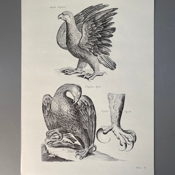 Matthaus Merian, Aquila, Aigle, Gros Oiseaux, Gravure, 17ème siècle, Impression, Noir et Blanc, Page, Affiche, Art, vintage, ~220911-73581 476