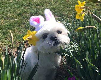 Bunny Hat for Small Dogs