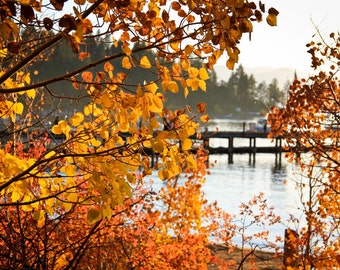 Fall Aspen Leaves at Lake Tahoe