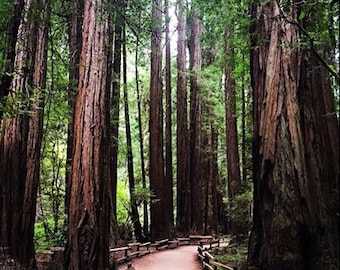 Muir Woods Red Wood Tree Path