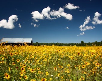 Northern Arizona Countryside