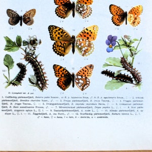 Grabados antiguos de mariposas, ilustraciones entomológicas, hilanderos, orugas, fritillary, grabado antiguo, litografía, decoración de paredes
