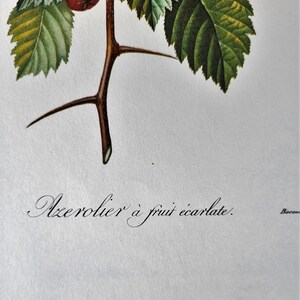 May include: A close-up of a branch with thorns and a single red berry. The text "Azaroler &agrave; fruit &eacute;carlate." is written below the branch.