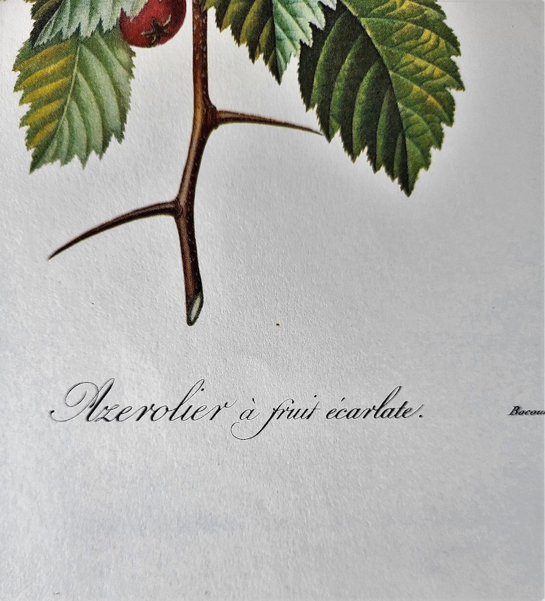 May include: A close-up of a branch with thorns and a single red berry. The text "Azaroler &agrave; fruit &eacute;carlate." is written below the branch.