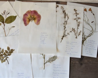 Foglie di erbario con vere piante auto-pressate, esemplari botanici, arte murale retrò, natura scandinava, botanica