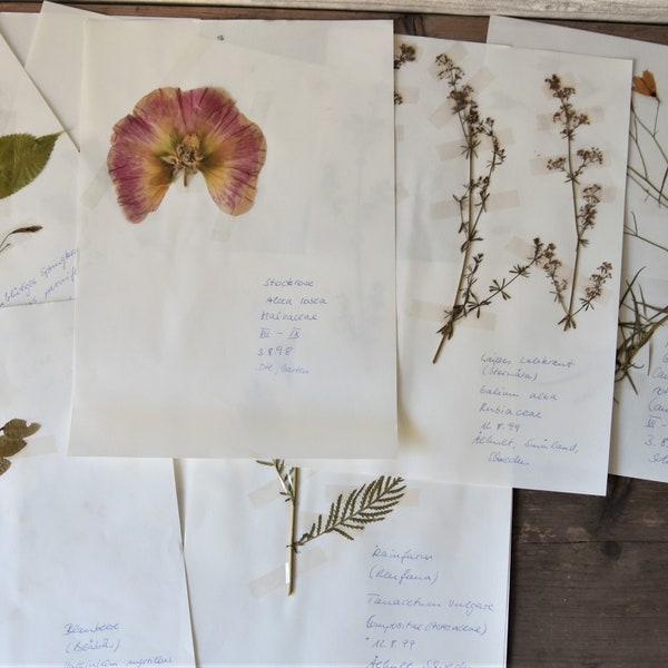 Herbarium leaves with real self-pressed plants, botanical specimen, retro wall art, Scandinavian nature, botany