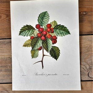 May include: A vintage botanical illustration of a hawthorn branch with green leaves and clusters of bright red berries. The text "Azerolier &agrave; fruit &eacute;carlate" is printed below the image.