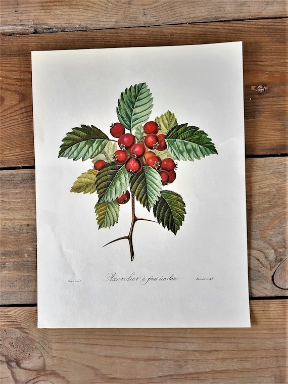 Weißdorn Crataegus azarolus botanische Illustration, Vintage floral print, Vintage Natur Illustrationen, Pflanzen, Blumendruck, Turpin