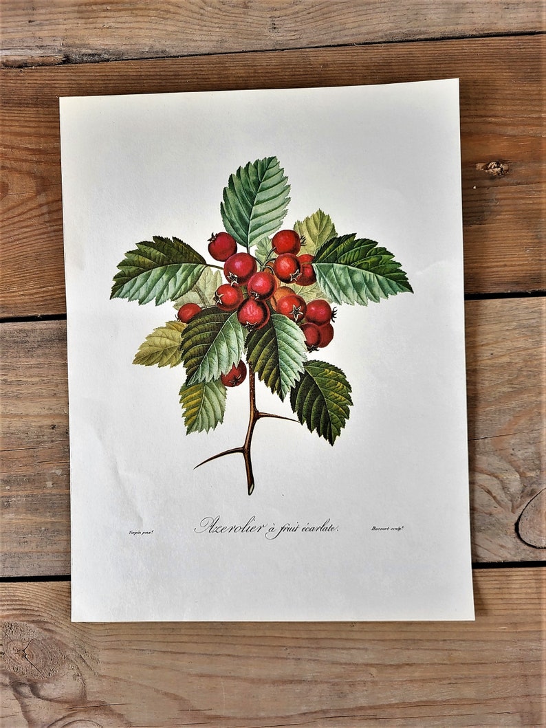 May include: A vintage botanical illustration of a hawthorn branch with green leaves and clusters of bright red berries. The text "Azerolier &agrave; fruit &eacute;carlate" is printed below the image.