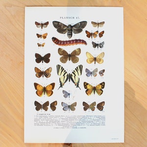Grabados antiguos de mariposas, ilustraciones entomológicas, hilanderos, orugas, mariposas vela, grabado antiguo, litografía, decoración de paredes