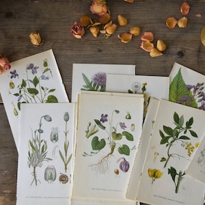 Swedish botanical print, original vintage book page of Norden flora, nature illustrations, plants, floral print