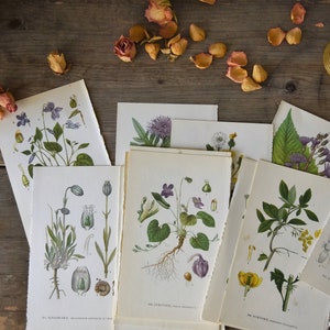 Impression botanique suédoise, page de livre vintage originale de la flore Norden, illustrations de la nature, plantes, imprimé floral