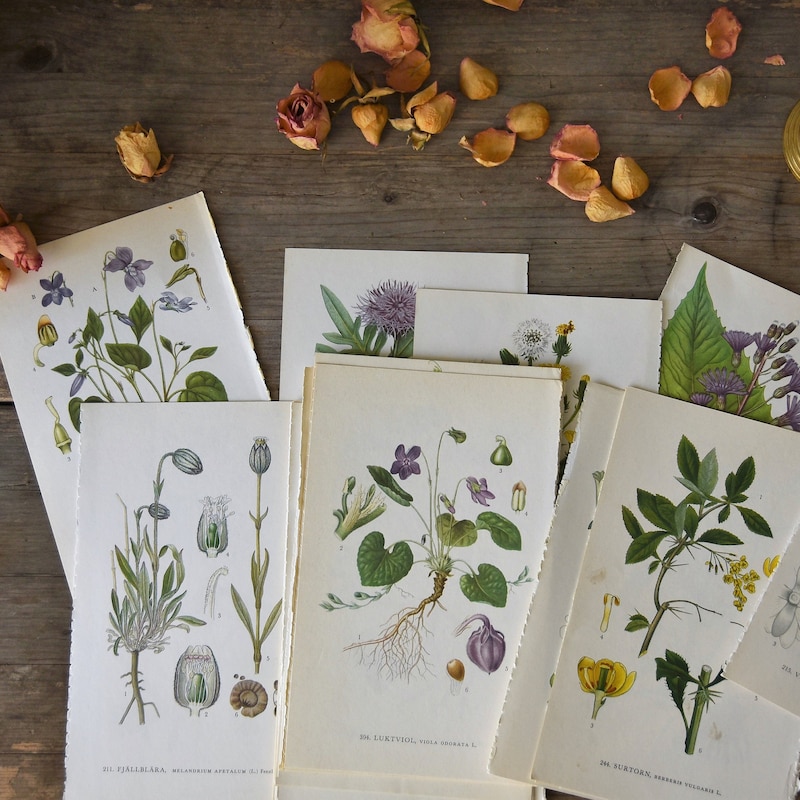 Botanical Prints - Etsy
