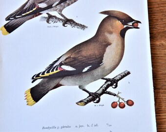 RARE! Ornithological prints, original book pages Fåglar i färg, nature, birds, bird pictures, vintage wall decoration, Swedish prints