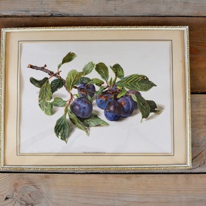 May include: A framed botanical illustration of a branch of plums with green leaves. The plums are a deep purple color and the text "Prunus domestica" is printed below the image.