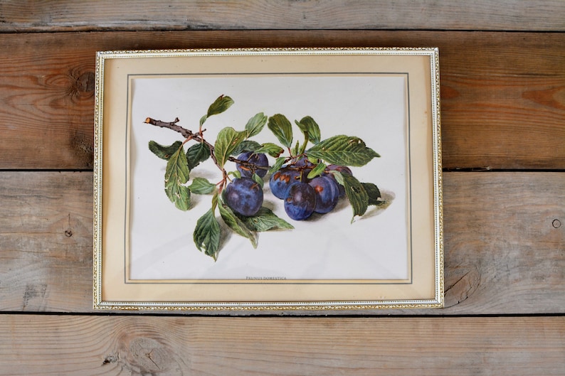 May include: A framed botanical illustration of a branch of plums with green leaves. The plums are a deep purple color and the text "Prunus domestica" is printed below the image.