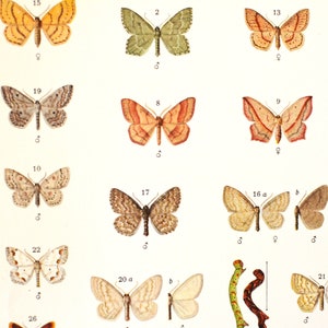 Grabados antiguos de mariposas, ilustraciones entomológicas, hilanderos, orugas, mirones, grabado antiguo, litografía, decoración de paredes.