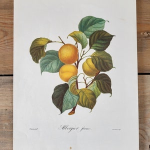 Albergier franc color lithograph, botanical illustration, apple, vintage print, print, vintage nature illustrations, fruits, pomology image 1