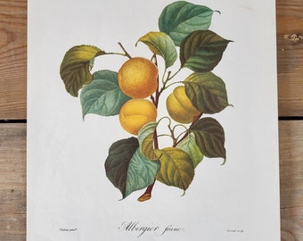 Albergier franc color lithograph, botanical illustration, apple, vintage print, print, vintage nature illustrations, fruits, pomology