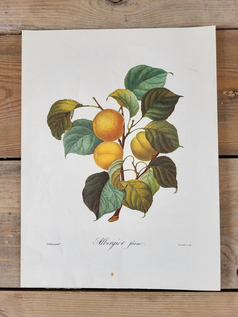 Albergier franc color lithograph, botanical illustration, apple, vintage print, print, vintage nature illustrations, fruits, pomology image 1