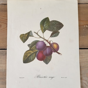 Abricotée rouge botanical illustration, apricot, vintage print, print, vintage nature illustrations, poiteau, garden image 1