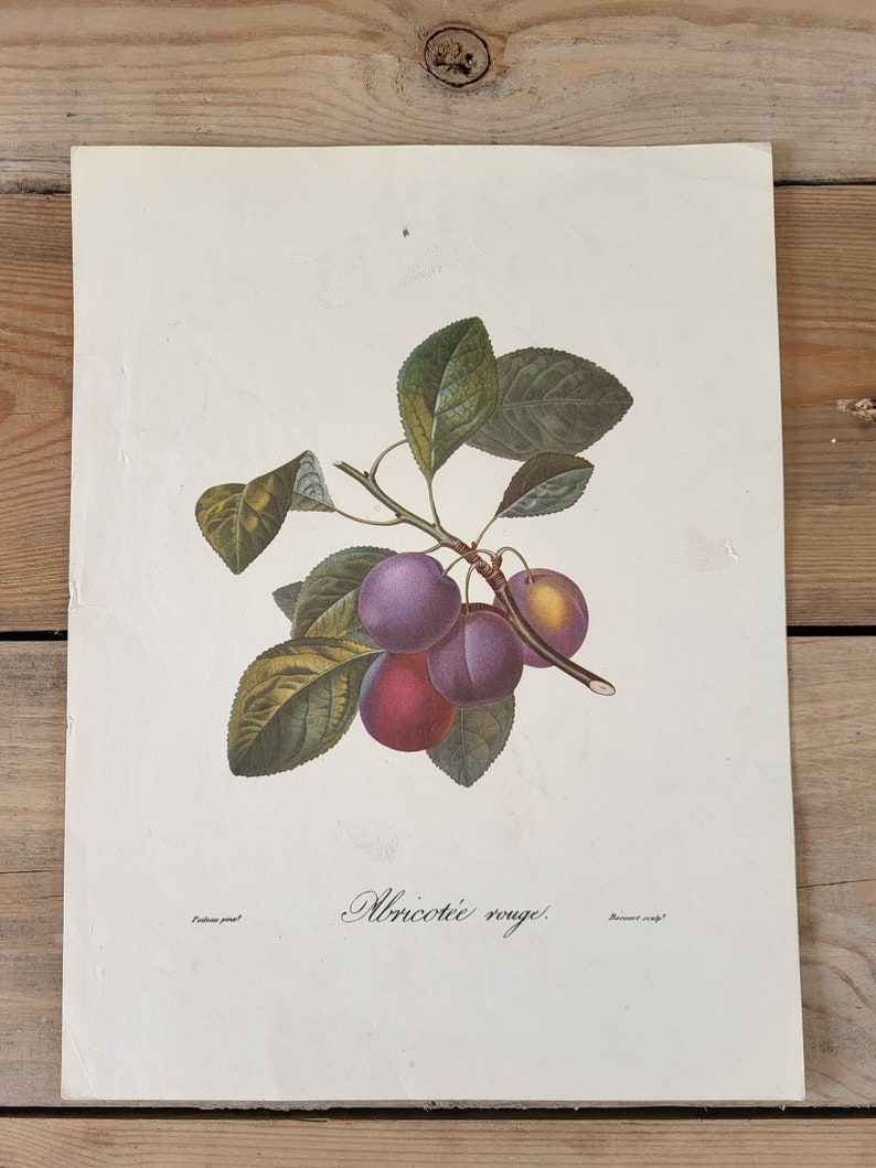 Abricotée rouge botanical illustration, apricot, vintage print, print, vintage nature illustrations, poiteau, garden image 1