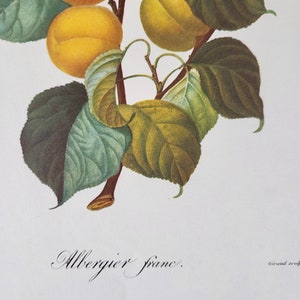 Albergier franc color lithograph, botanical illustration, apple, vintage print, print, vintage nature illustrations, fruits, pomology image 2