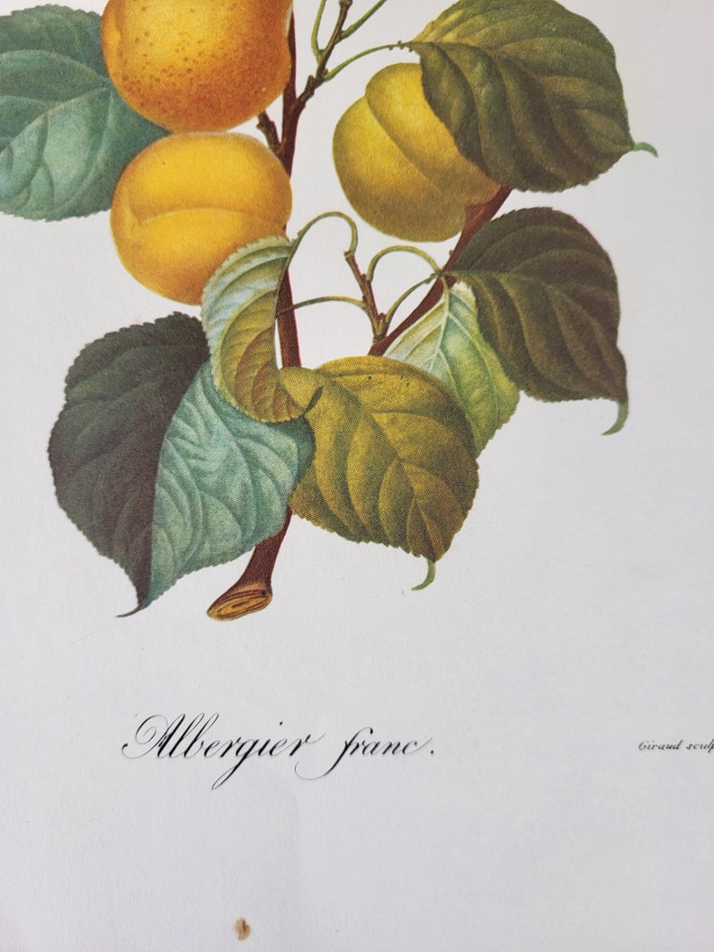 Albergier franc color lithograph, botanical illustration, apple, vintage print, print, vintage nature illustrations, fruits, pomology image 2